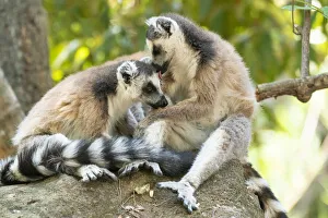 Africa, Madagascar, Isalo National Park. Two ring-tailed lemurs groom one another Africa, Madagascar, Isalo National Park. Two ring-tailed lemurs groom one another
