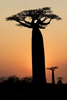 Africa, Madagascar, Morondava, Baobab Alley'. The Grandidiers baobab Africa, Madagascar, Morondava, Baobab Alley'. The Grandidiers baobab