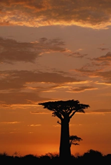 Africa, Madagascar, Morondava, Western dry forest. Baobab (Adansoina grandidieri) Africa, Madagascar, Morondava, Western dry forest. Baobab (Adansoina grandidieri)
