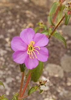Africa; Malawi; Mt Mulanje; Pink flower on Mt. Mulanje Africa; Malawi; Mt Mulanje; Pink flower on Mt. Mulanje