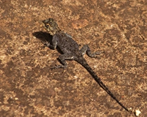 Africa; Malawi; Zomba; Brown lizard at Zomba Mountain Lodge Africa; Malawi; Zomba; Brown lizard at Zomba Mountain Lodge