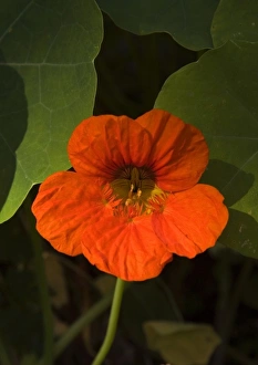 Africa; Malawi; Zomba; Red flower at Hotel Sunbird Ku Chawe Africa; Malawi; Zomba; Red flower at Hotel Sunbird Ku Chawe