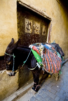 Images Dated 27th October 2008: Africa, Morocco