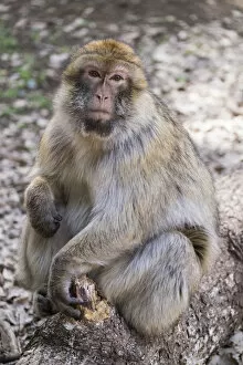 Atlas Mountains Gallery: Africa, Morocco. An adult macaque monkey (rhesus macaque (Macaca mulatta)) sitting
