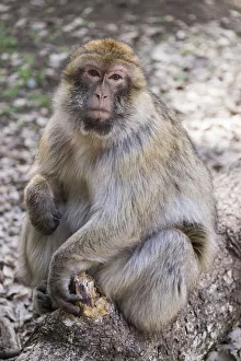 Africa, Morocco. An adult macaque monkey (rhesus macaque (Macaca mulatta)) sitting Africa, Morocco. An adult macaque monkey (rhesus macaque (Macaca mulatta)) sitting
