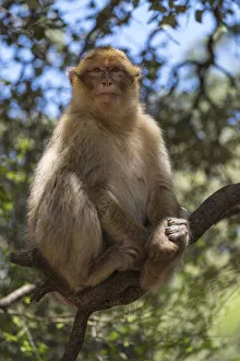 Africa, Morocco, Barbary Apes, or Macaques, in the High Atlas Mountains Africa, Morocco, Barbary Apes, or Macaques, in the High Atlas Mountains