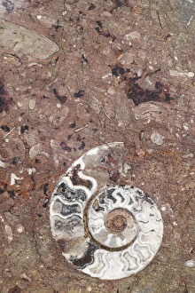 Africa, Morocco, Erfoud. Details of ammonites, and other fossils exposed on a cut Africa, Morocco, Erfoud. Details of ammonites, and other fossils exposed on a cut