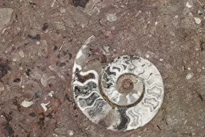 Ammonite Gallery: Africa, Morocco, Erfoud. Details of ammonites, and other fossils exposed on a cut
