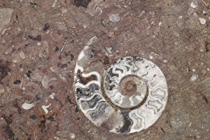Africa, Morocco, Erfoud. Details of ammonites, and other fossils exposed on a cut Africa, Morocco, Erfoud. Details of ammonites, and other fossils exposed on a cut
