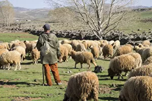 Atlas Mountains Gallery: Africa, Morocco, . A man tends his flock of sheep in the High Atlas mountains
