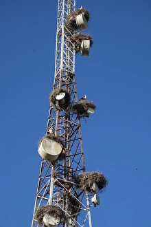Africa, Morocco. Stork nests on communication tower Africa, Morocco. Stork nests on communication tower
