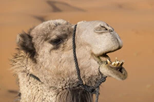 Images Dated 14th April 2015: Africa, Morocco. An upclose look at a desert camel chewing, Sahara desert