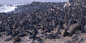 Africa, Namibia, Cape Cross Seal Reserve, Southern Fur Seals gather on rocky Atlantic Africa, Namibia, Cape Cross Seal Reserve, Southern Fur Seals gather on rocky Atlantic