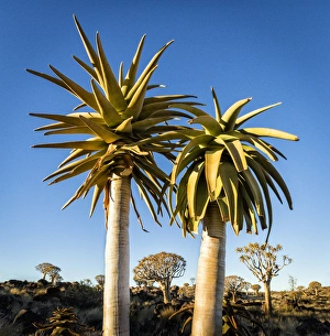 Africa, Namibia. Close-up of two quiver trees Africa, Namibia. Close-up of two quiver trees