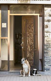 Africa, Namibia. Dogs at door entrance. Credit as: Wendy Kaveney / Jaynes Gallery / DanitaDelimont Africa, Namibia. Dogs at door entrance. Credit as: Wendy Kaveney / Jaynes Gallery / DanitaDelimont