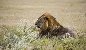 Images Dated 11th April 2014: Africa, Namibia, Etosha National Park. Adult male lion resting