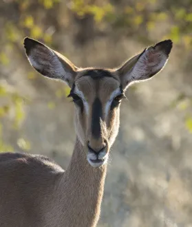 Africa, Namibia, Etosha National Park, Springbok Africa, Namibia, Etosha National Park, Springbok