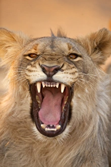 Africa, Namibia. Male lion growling. Credit as: Jim Zuckerman / Jaynes Gallery / DanitaDelimont Africa, Namibia. Male lion growling. Credit as: Jim Zuckerman / Jaynes Gallery / DanitaDelimont