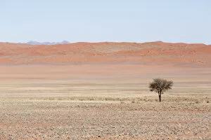 Images Dated 25th August 2014: Africa, Namibia, Namib Desert. Lone tree in orange desert landscape
