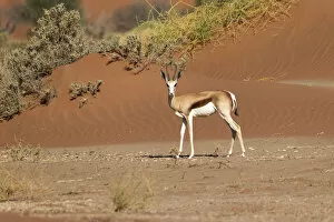 Images Dated 26th September 2010: Africa, Namibia, Namib Desert, Namib-Naukluft National Park, Sossusvlei, springbok