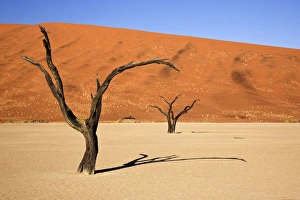 Africa; Namibia; Namib-Naukluft National Park; Sossusvlei, Dead Vlei. Ancient camel thorn Africa; Namibia; Namib-Naukluft National Park; Sossusvlei, Dead Vlei. Ancient camel thorn