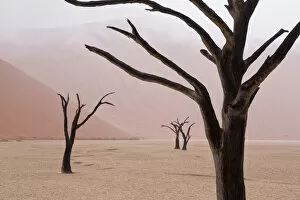 Images Dated 20th September 2013: Africa, Namibia, Namib-Naukluft Park, Deadvlei. Unusual rainy weather conditions in early morning