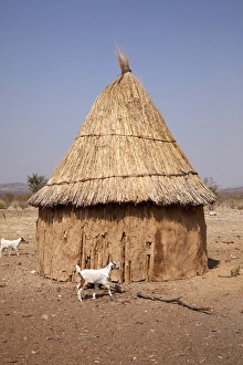 Africa, Namibia, Opuwo. Goats and hut in a Himba village Africa, Namibia, Opuwo. Goats and hut in a Himba village