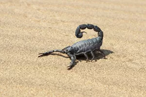 Images Dated 2nd October 2008: Africa, Namibia, Swakopmund, Black scorpion, Parabuthus sp