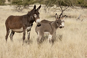 Africa, Namibia, Torras Conservancy. Adult and young donkeys in dry grass. Credit as Africa, Namibia, Torras Conservancy. Adult and young donkeys in dry grass. Credit as