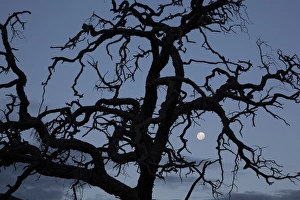 Africa, Namibia. Tree silhouette and full moon Africa, Namibia. Tree silhouette and full moon