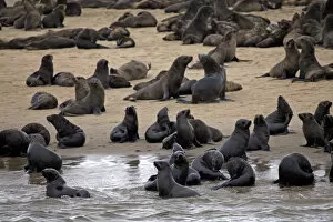 Images Dated 18th October 2012: Africa, Namibia, Walvis Bay. Cape Fur Seal Colony of the Skeleton Coast