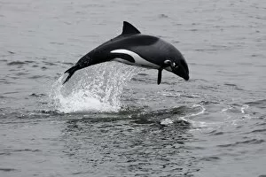 Images Dated 18th October 2012: Africa, Namibia, Walvis Bay. The Heavisides Dolphin, or Havisides Dolphin