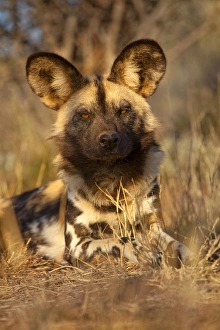 Africa, Namibia. Wild dog resting. Credit as: Jim Zuckerman / Jaynes Gallery / DanitaDelimont Africa, Namibia. Wild dog resting. Credit as: Jim Zuckerman / Jaynes Gallery / DanitaDelimont