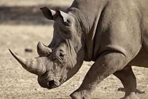 Africa, Namibia, Windhoek, Okapuka Ranch. Profile close-up of endangered white rhinoceros Africa, Namibia, Windhoek, Okapuka Ranch. Profile close-up of endangered white rhinoceros