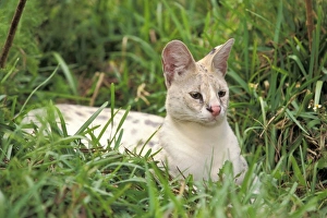 Africa. Very rare White-footed Serval (Felis serval), only two known to exist Africa. Very rare White-footed Serval (Felis serval), only two known to exist