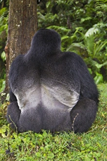 Images Dated 18th August 2011: Africa, Rwanda
