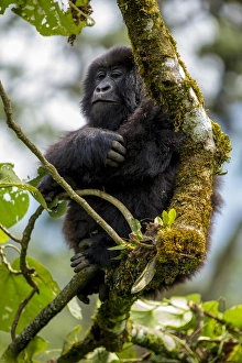 Africa. Rwanda. Female mountain gorilla (Gorilla gorilla) at Volcanoes NP, site Africa. Rwanda. Female mountain gorilla (Gorilla gorilla) at Volcanoes NP, site