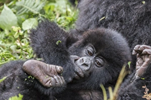Africa, Rwanda, Musanze District, Volcanoes National Park, Ruhengeri, Kinigi. Gorilla Africa, Rwanda, Musanze District, Volcanoes National Park, Ruhengeri, Kinigi. Gorilla