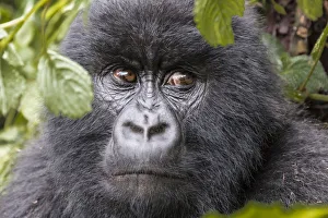 Africa, Rwanda, Musanze District, Volcanoes National Park, Ruhengeri, Kinigi. Gorilla Africa, Rwanda, Musanze District, Volcanoes National Park, Ruhengeri, Kinigi. Gorilla
