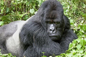 Huge Gallery: Africa, Rwanda, Volcanoes National Park, mountain gorilla, Gorilla beringei beringei