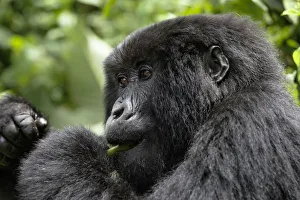 Africa, Rwanda, Volcanoes National Park, mountain gorilla, Gorilla beringei beringei Africa, Rwanda, Volcanoes National Park, mountain gorilla, Gorilla beringei beringei