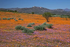 Images Dated 22nd August 2009: Africa, South Africa, Namaqualand. Orange an purple blossoms in Namaqua National Park