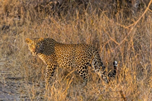 Africa, South Africa, Ngala Private Game Reserve. Wary leopard in grass. Credit as Africa, South Africa, Ngala Private Game Reserve. Wary leopard in grass. Credit as