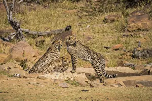 Africa, South Africa, Welgevonden Game Reserve Africa, South Africa, Welgevonden Game Reserve