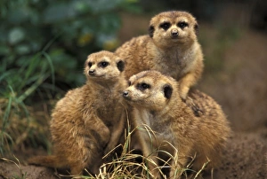 Africa. Southwest African Meerkats (Suricata suricatta hahni) Africa. Southwest African Meerkats (Suricata suricatta hahni)