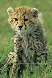 Cheetah Collection: Africa, Tanzania