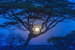 Images Dated 5th June 2010: Africa, Tanzania, acacia tree and moon