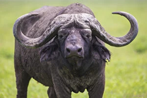Images Dated 8th February 2014: Africa. Tanzania. African buffalo, or Cape buffalo (Syncerus caffer) in Serengeti NP