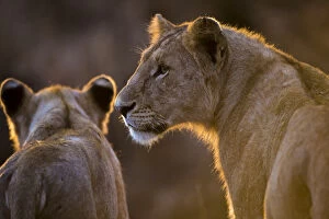 Images Dated 9th August 2013: Africa. Tanzania. African lioness and cub (Panthera leo) in Serengeti NP