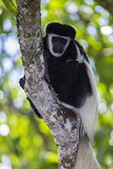 Africa. Tanzania. Black and White Colobus, also known as mantled guereza (Colobus